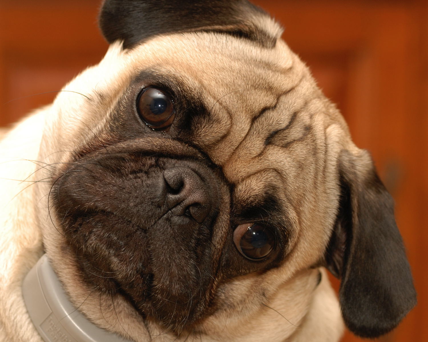 Otto the Pug