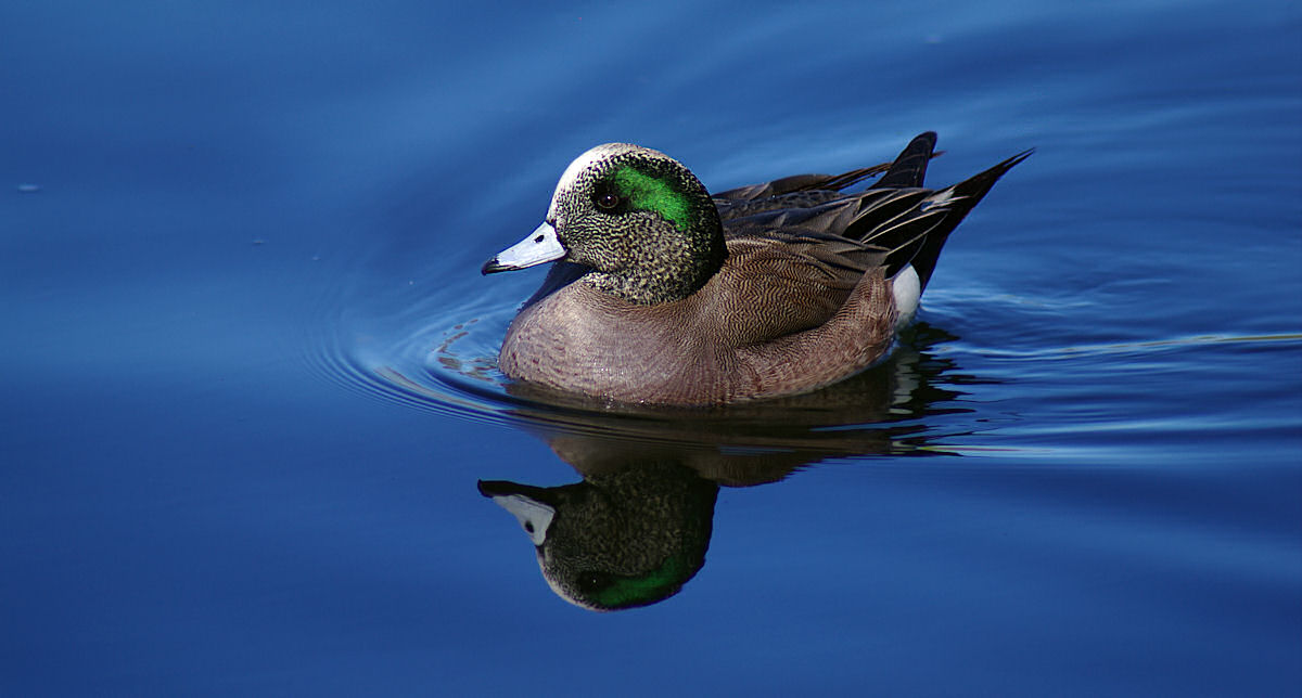 02-20-11 american widgeon IMGP5650.JPG