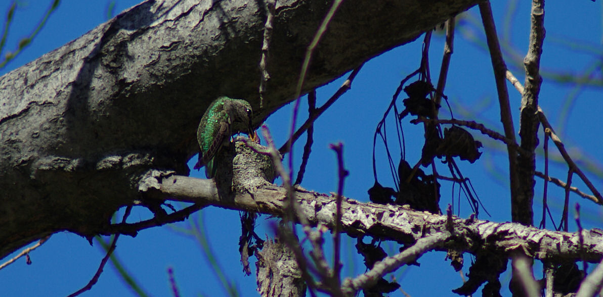 02-20-11 hummingbird nest IMGP6289.JPG