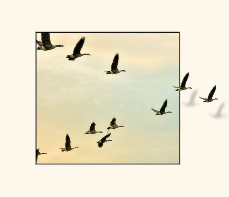 7 - Add shadows to enhance 3-D illusion (& erase bevel if needed - over the goose in this case)