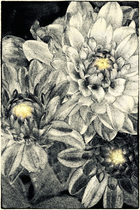02/09/11 - Dahlias (done 100% in Silver Efex Pro 2 )