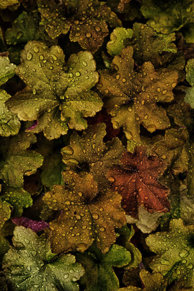 05/30/12 - Coral Bells & Water Drops