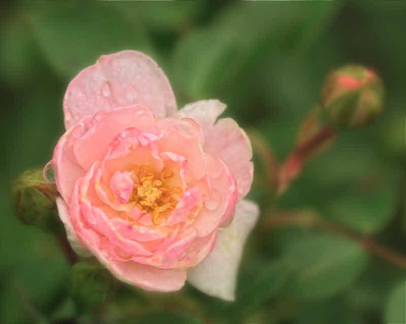 5/11/08 - 1st Rose of 08