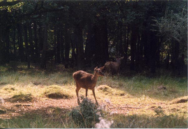 bambi