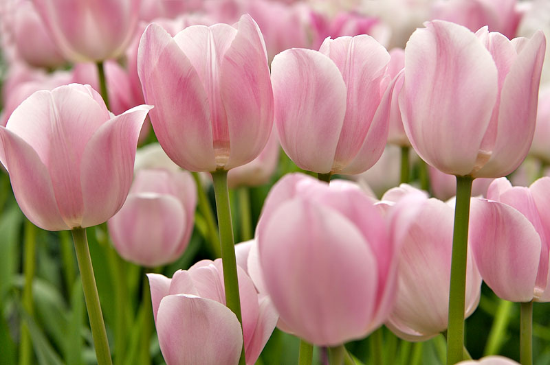 Pink Tulips