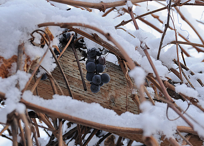 The last grapes of fall.