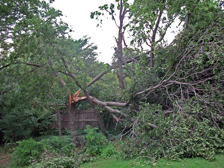 IMG_3582 neighbors split tree.jpg