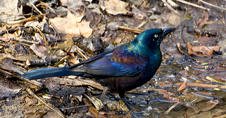 grackle 6 .jpg