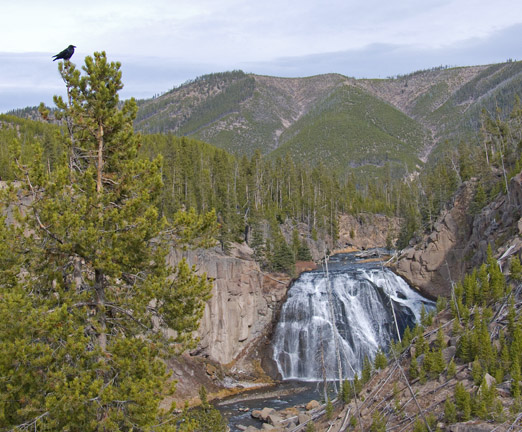z P1060705 raven and waterfall in Yellowstone.jpg