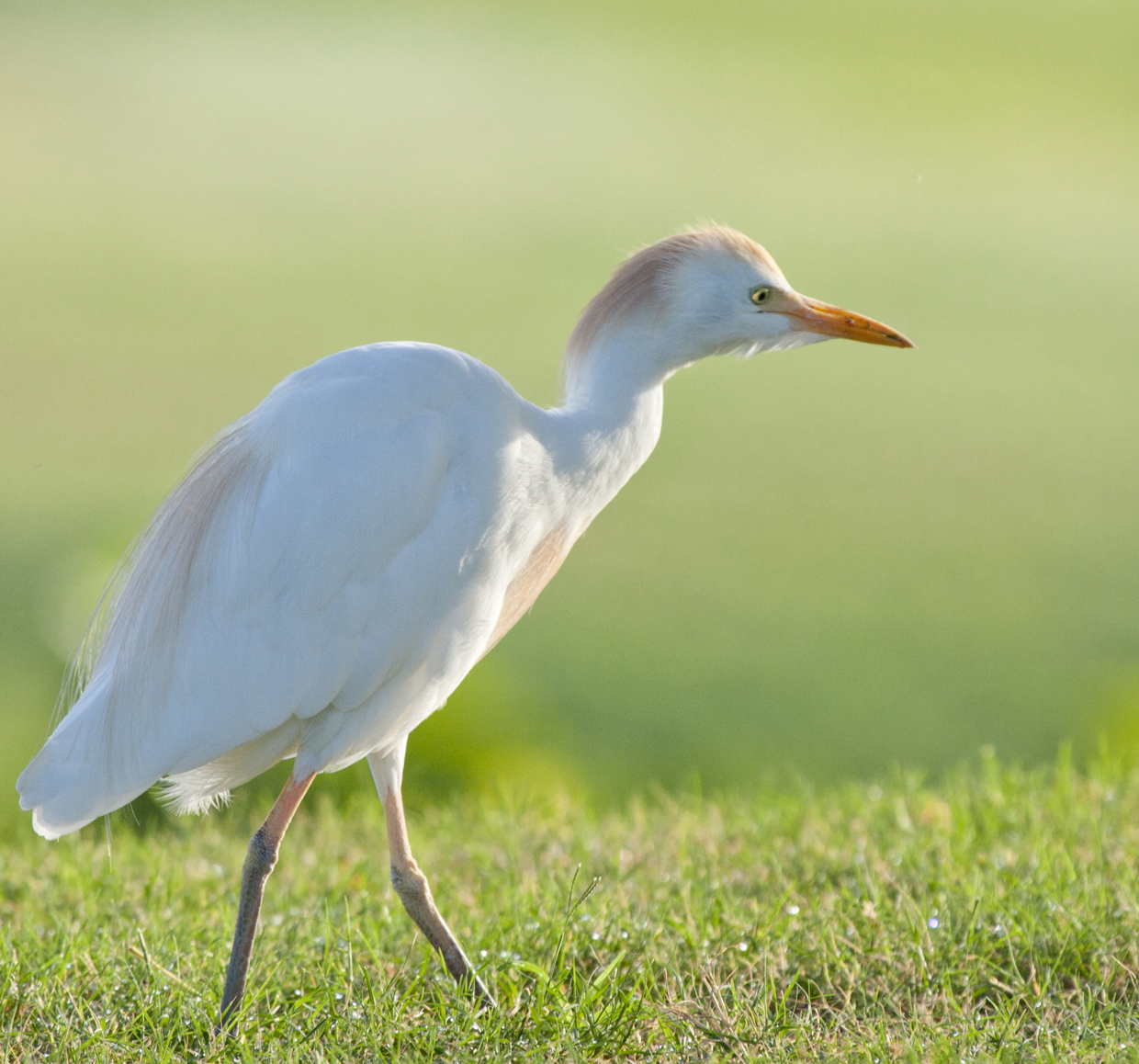 Walking Heron.jpg