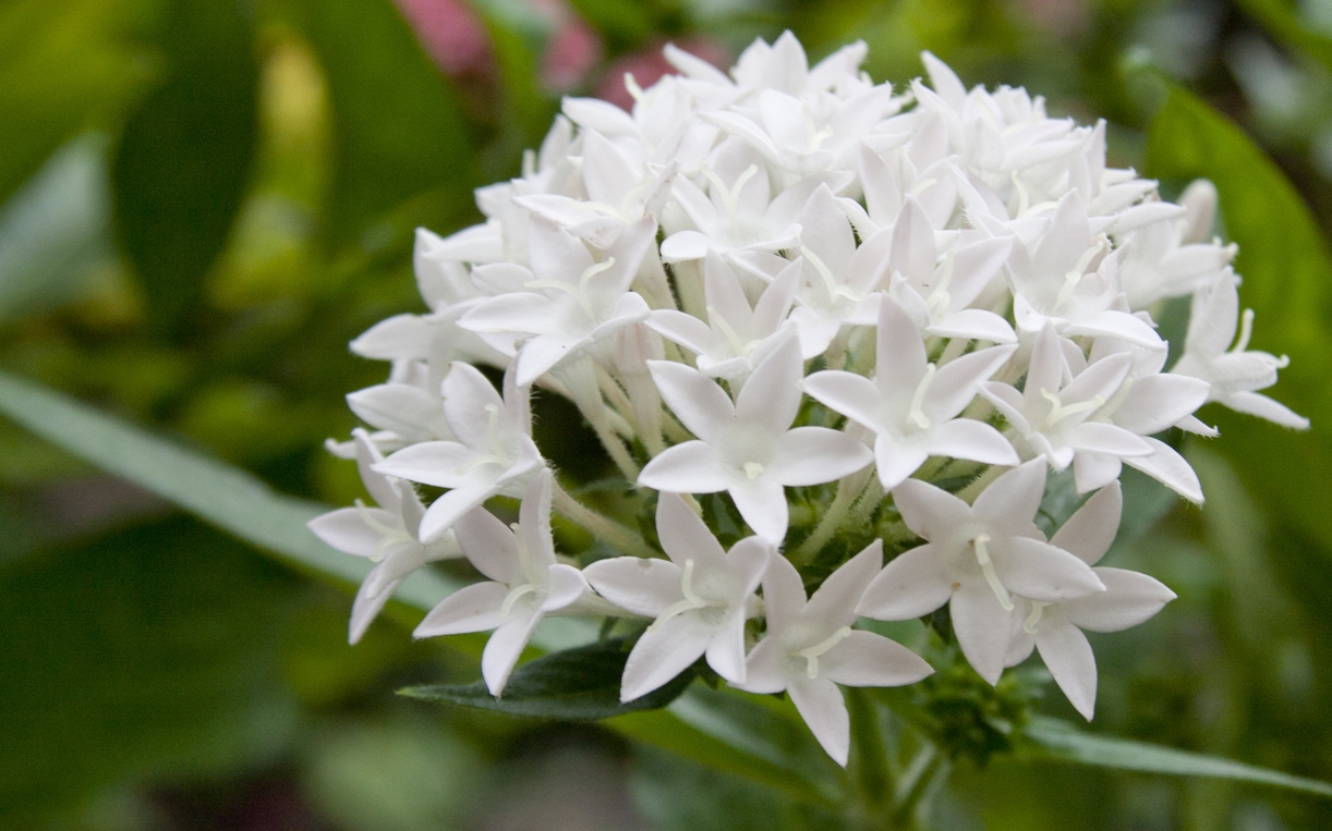 White Flower.jpg