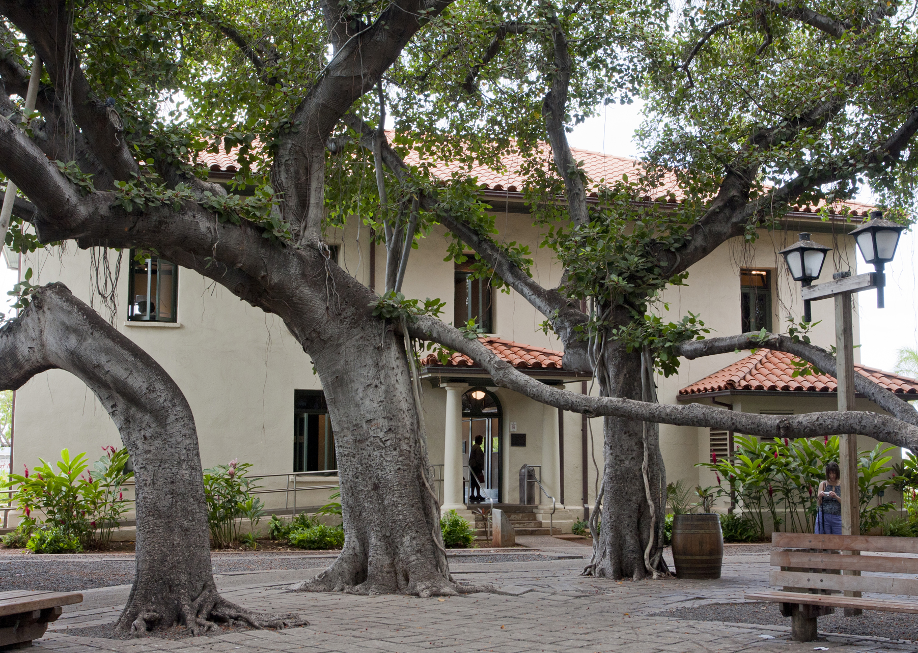 Banyan tree 2.jpg