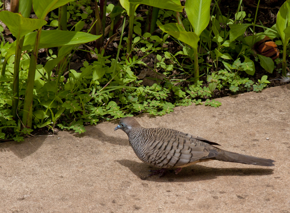 Unusual bird.jpg