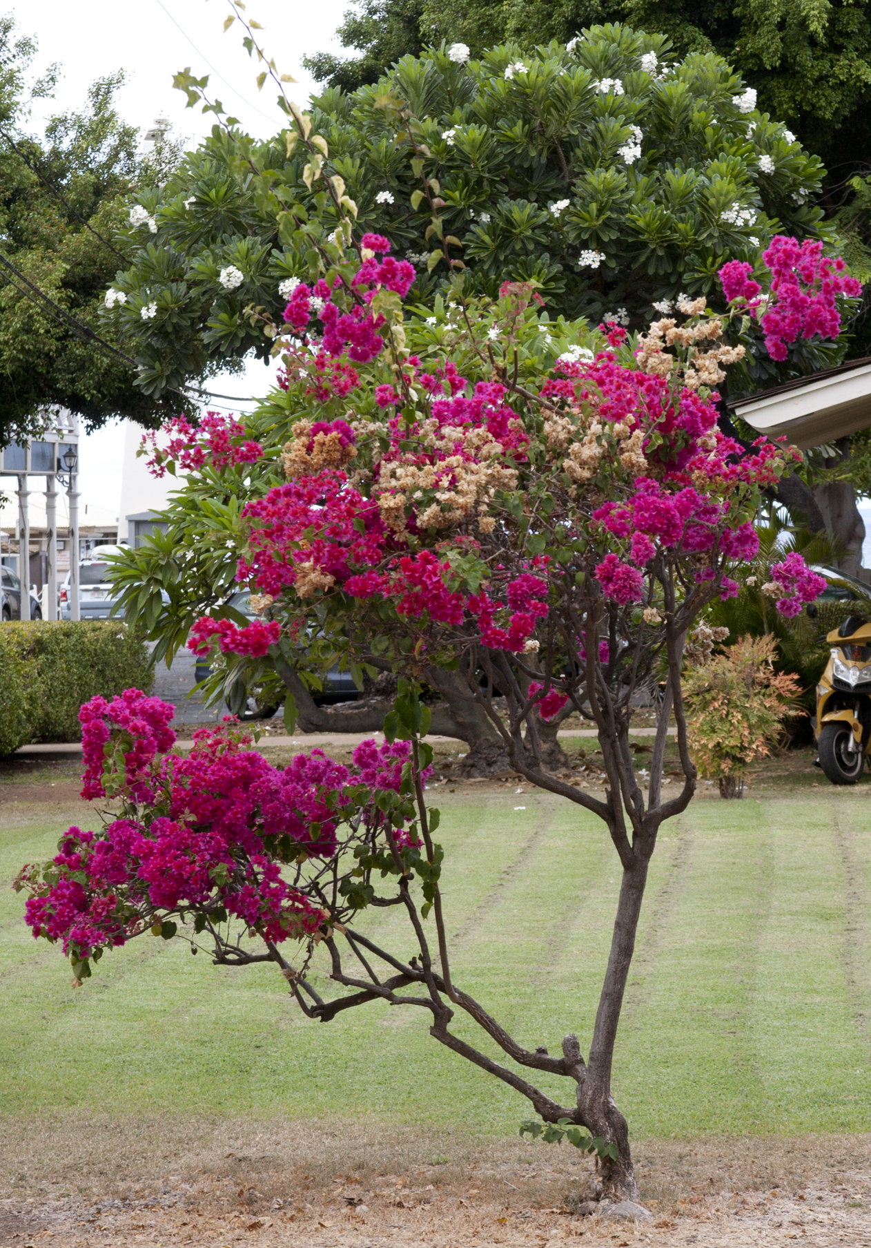 Flowering tree.jpg