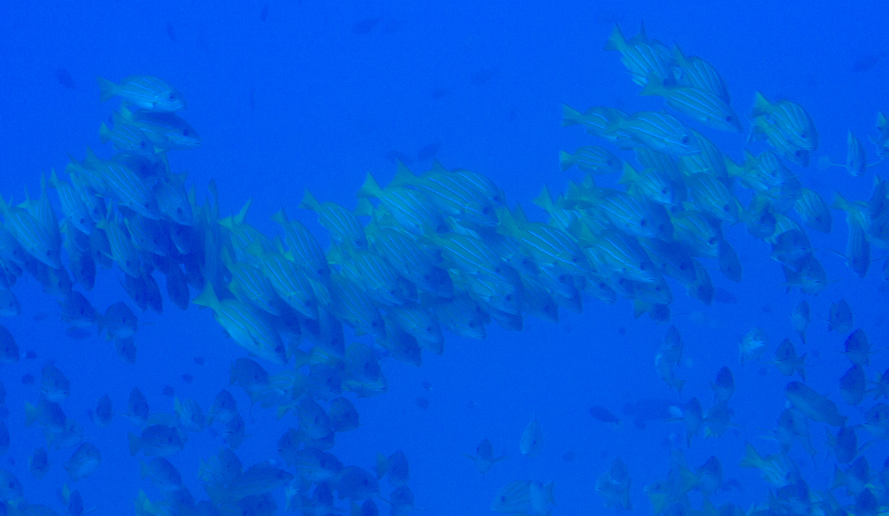 School of fish.jpg