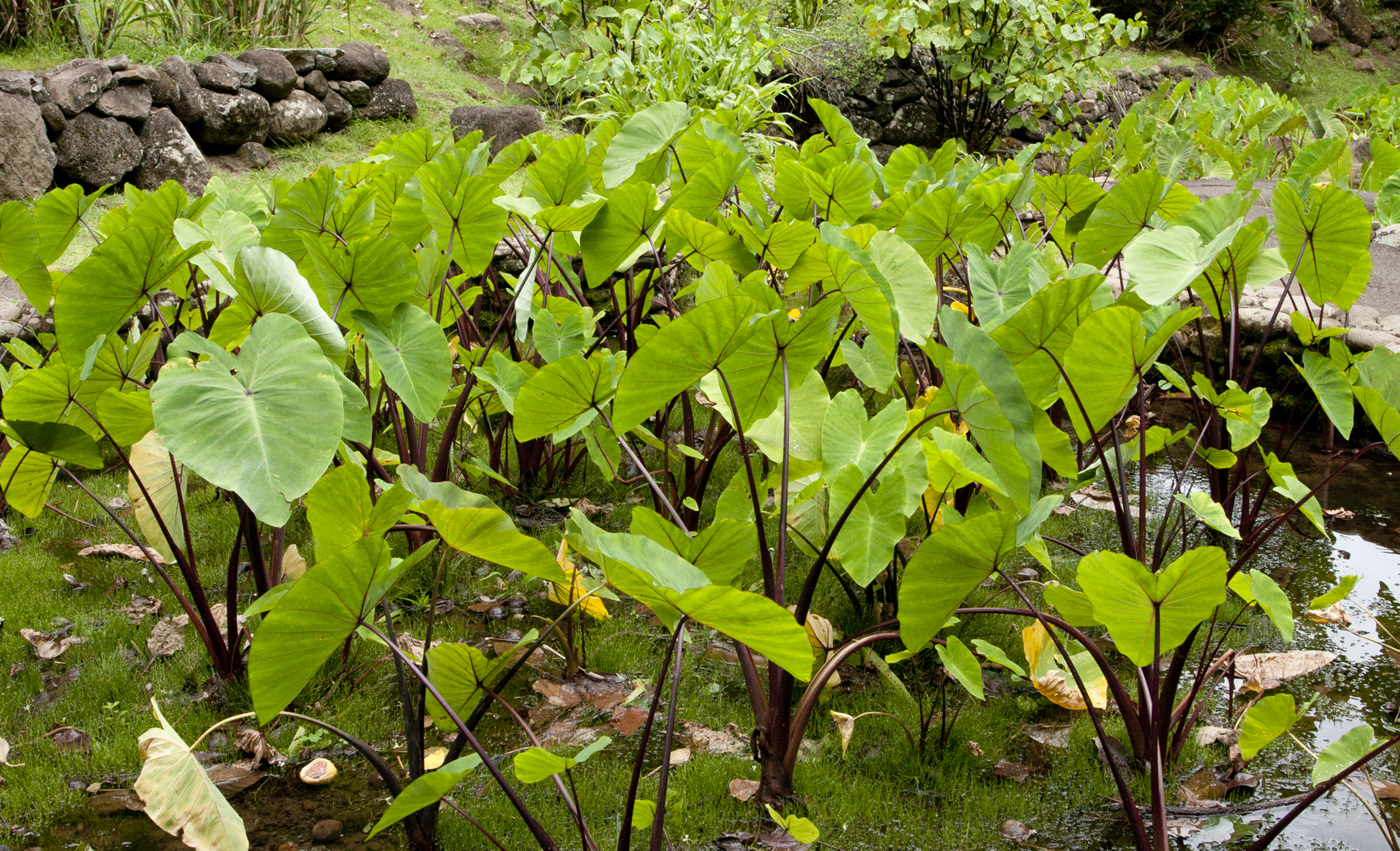 Taro planting.jpg