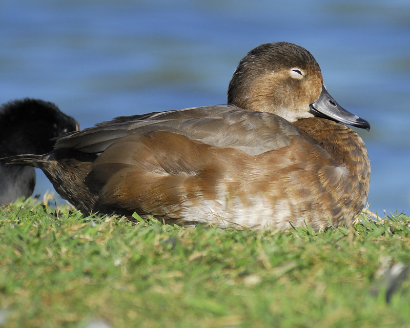 ring-necked duck LND1863.jpg