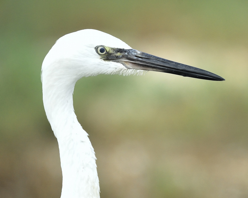 reddish egret BRD1682.jpg