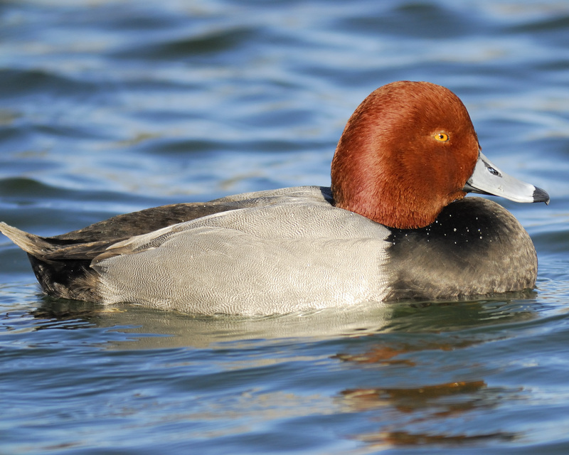 redhead BRD8788.jpg