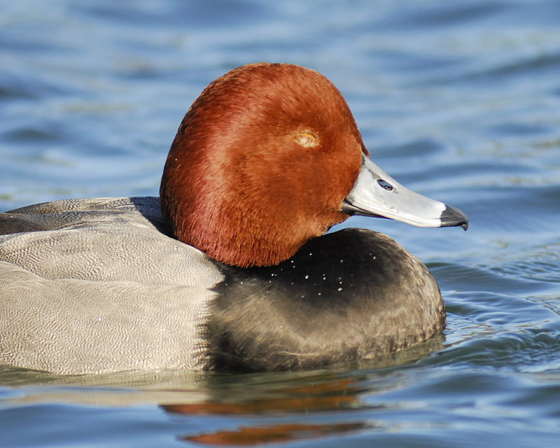 redhead BRD8790.jpg