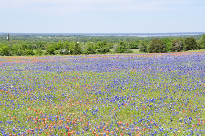 wildflowers DSC1671.jpg