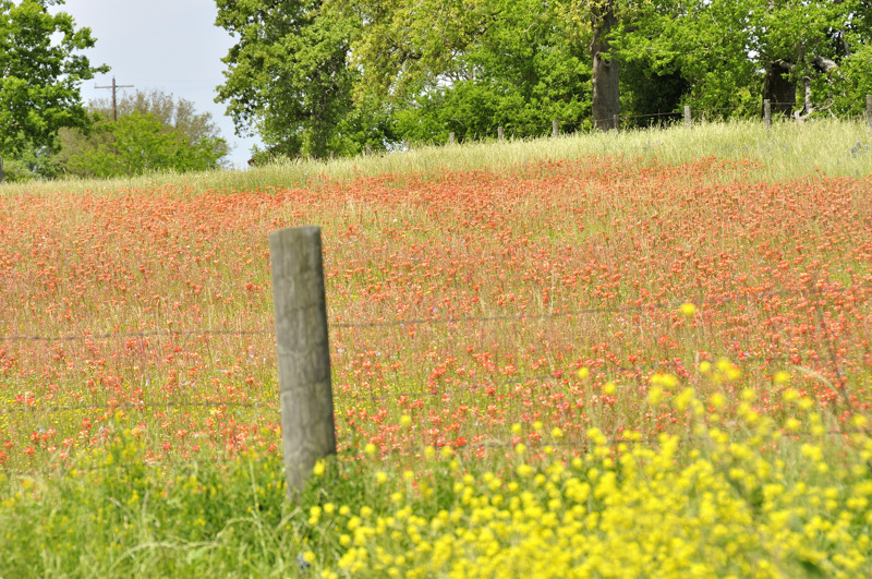 wildflowers DSC1677.jpg