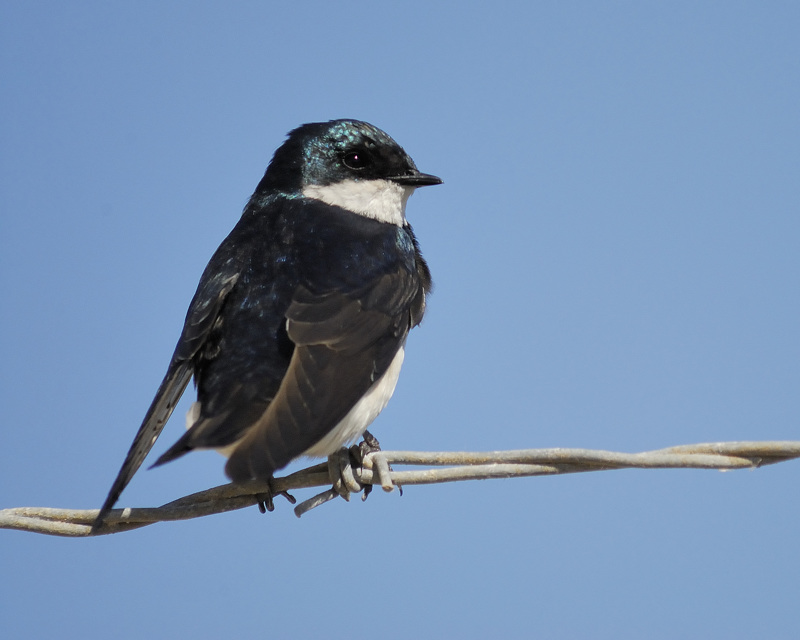 tree swallow BRD2815.jpg