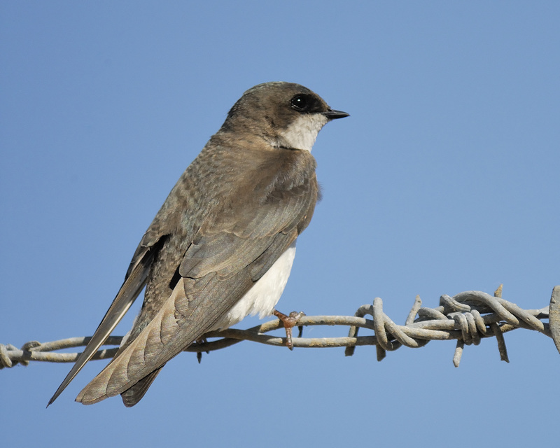 tree swallow BRD2808.jpg