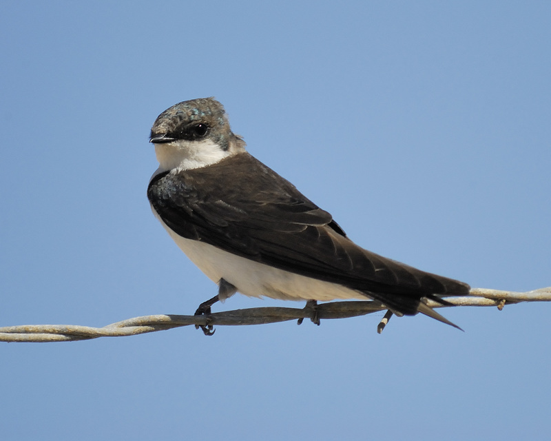 tree swallow BRD2799.jpg