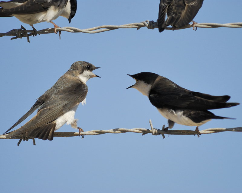 tree swallow BRD2795.jpg