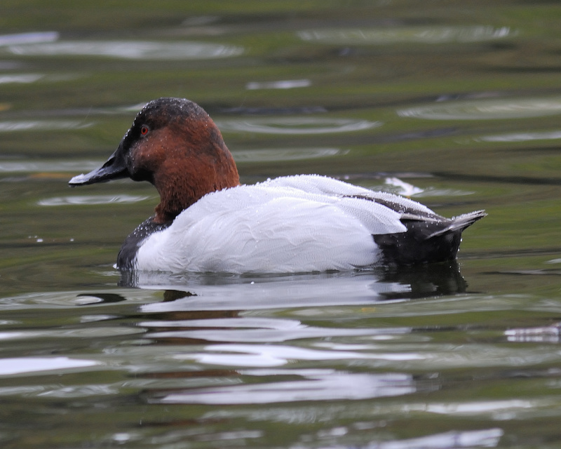 canvasback BRD4155.jpg