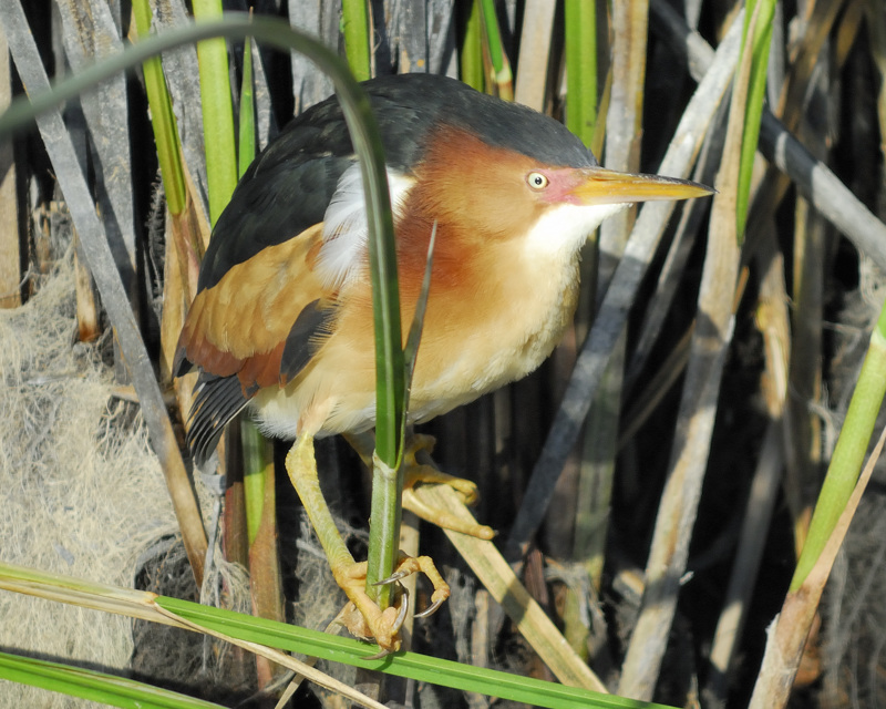 least bittern BRD0219.jpg