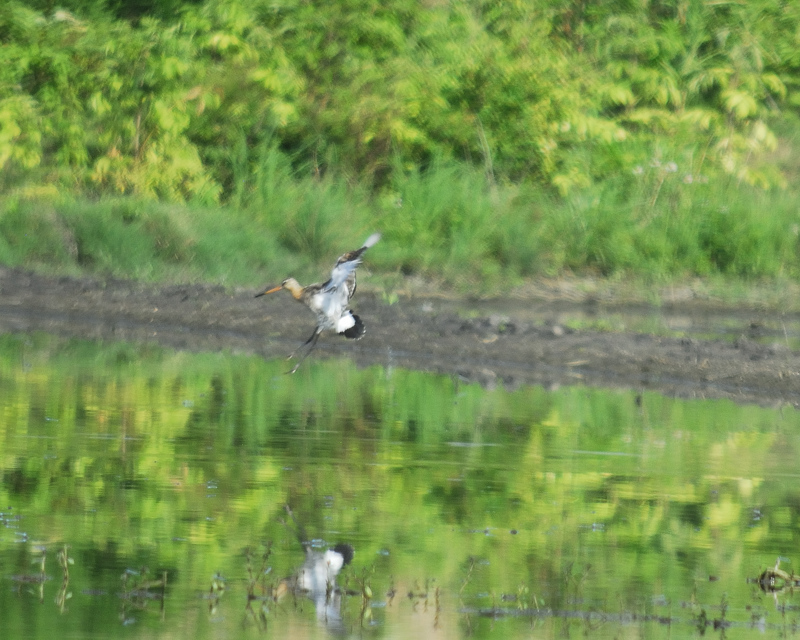 black-tailed godwit BRD2755.jpg