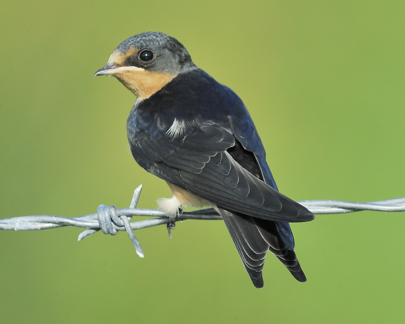 barn swallow BRD3805.JPG