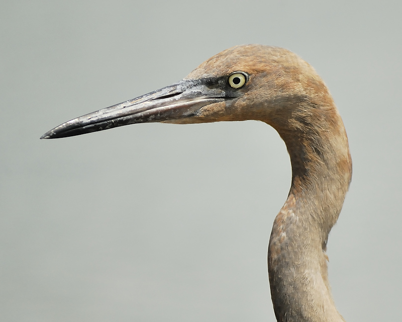 reddish egret BRD3874.JPG