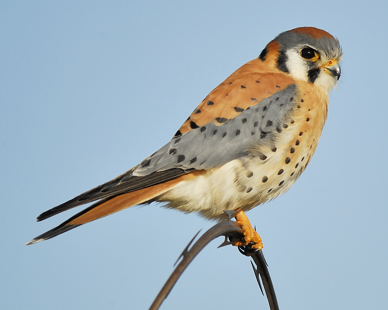 american kestrel BRD2847.JPG