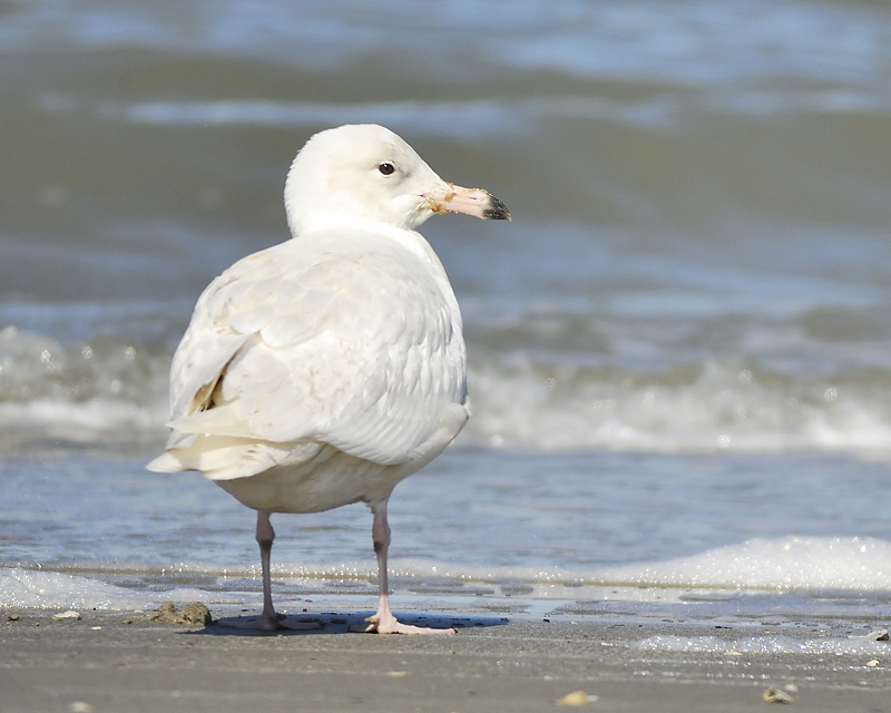 glaucous gull BRD2938.JPG