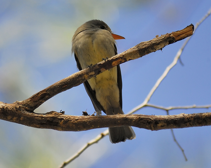 greater pewee BRD3867.JPG