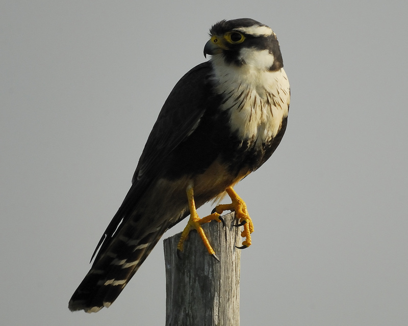 aplomado falcon BRD4984.jpg