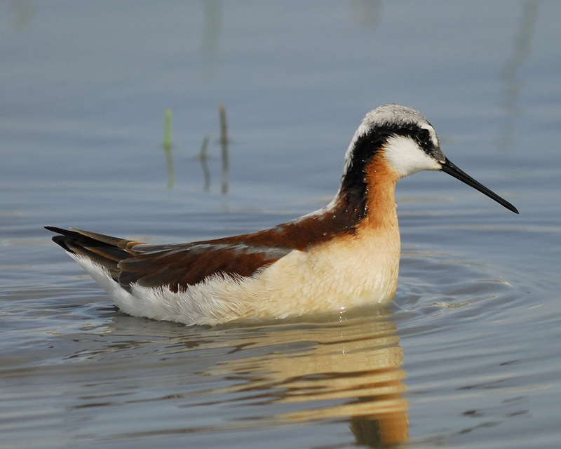 wilsons phalarope BRD6659.jpg