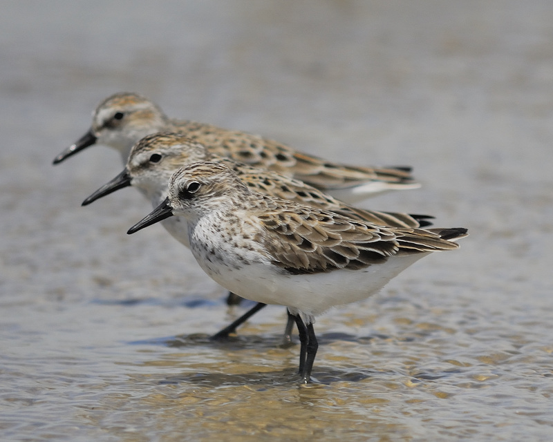 semipalmated sandpiper BRD1299.jpg