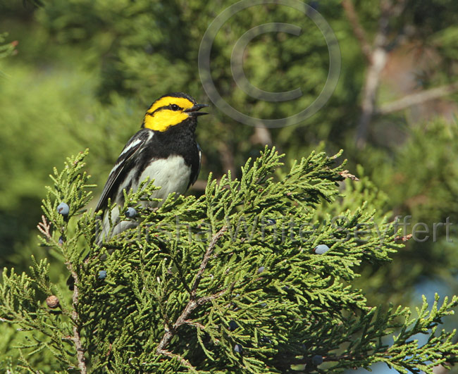 Golden-cheeked Warbler 0116EWC.jpg