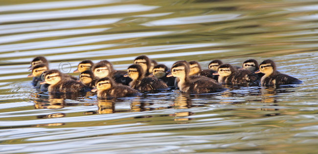 Wood Duck Fledglings 6340EWC2.jpg