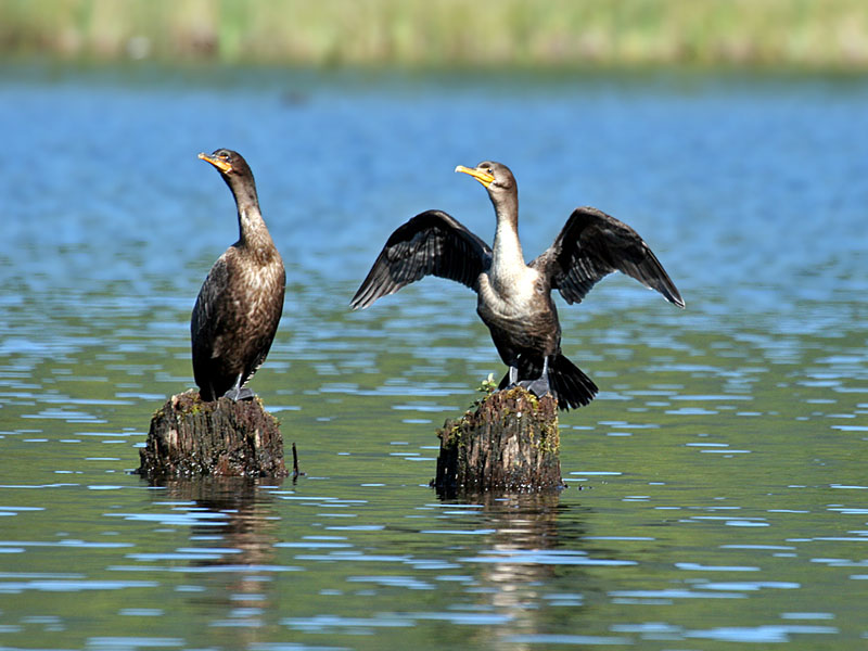 FWB 9944 Double-crested Cormorants.jpg