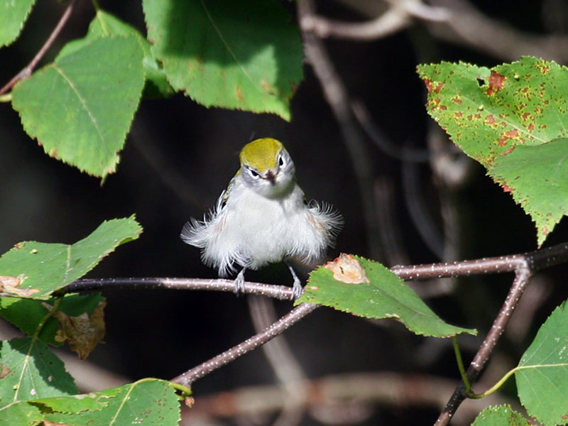 FWB 9704 Chestnut-sided Warbler juvenile.jpg