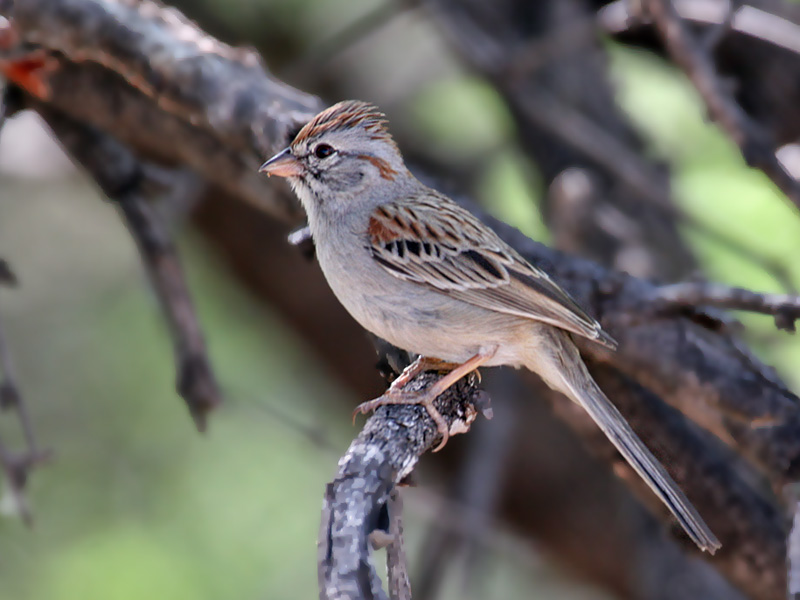 IMG_0658 Rufous-winged Sparrow.jpg