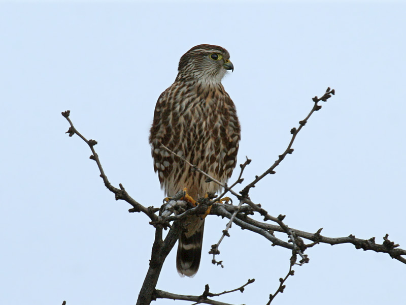 IMG_5226 Merlin.jpg