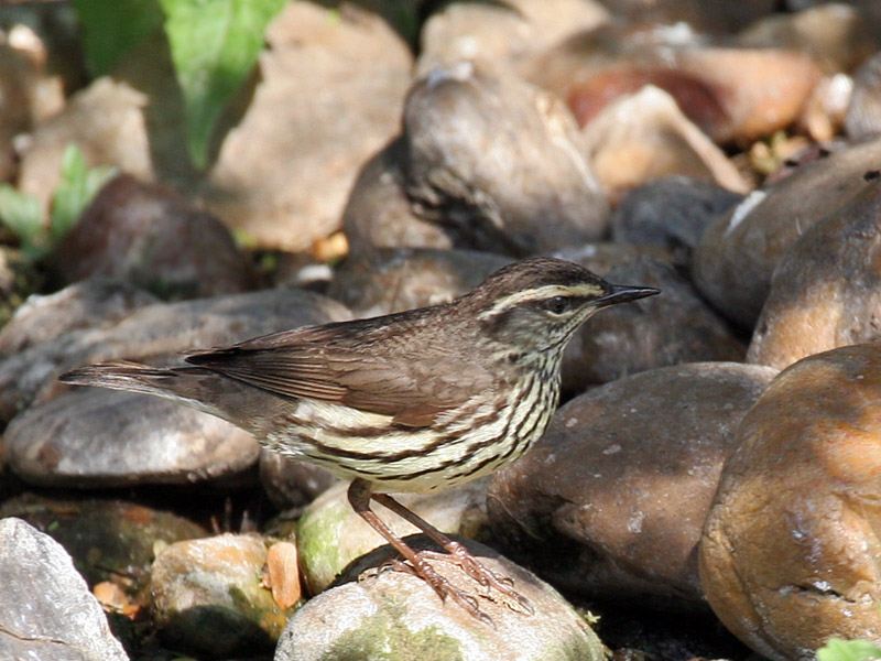 IMG_5884 Northern Waterthrush.jpg