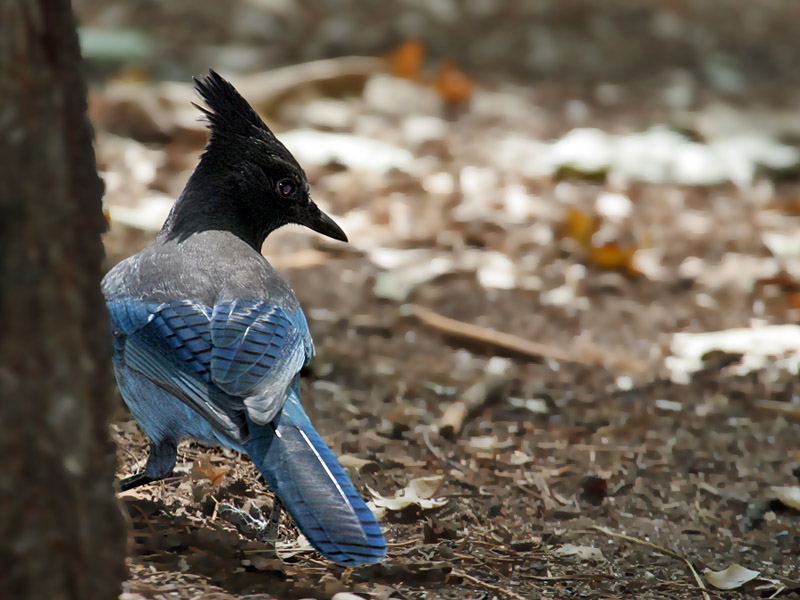 IMG_3757a Stellers Jay.jpg