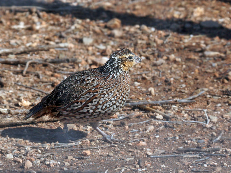 IMG_9723a Masked Quail.jpg